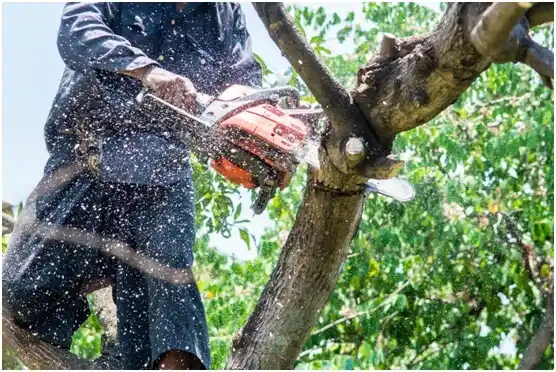 tree services Slippery Rock